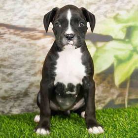 Boxer
