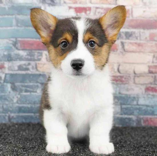 Pembroke Welsh Corgi
