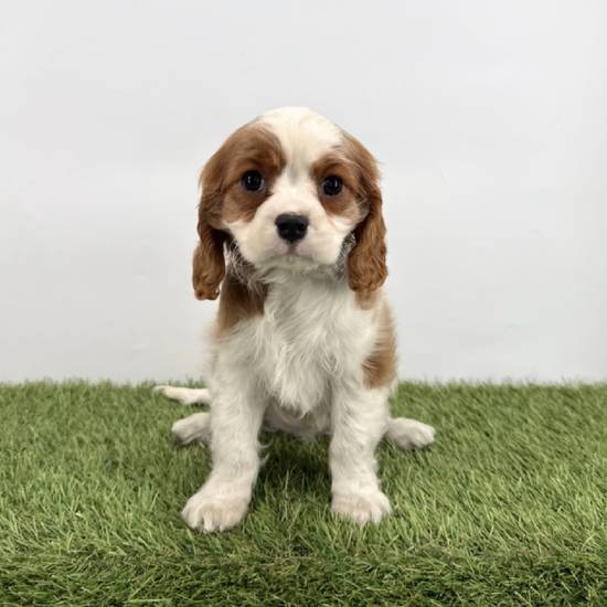 Cavalier King Charles Spaniel