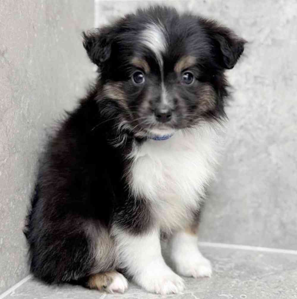 Image of a pet breed in the gallery