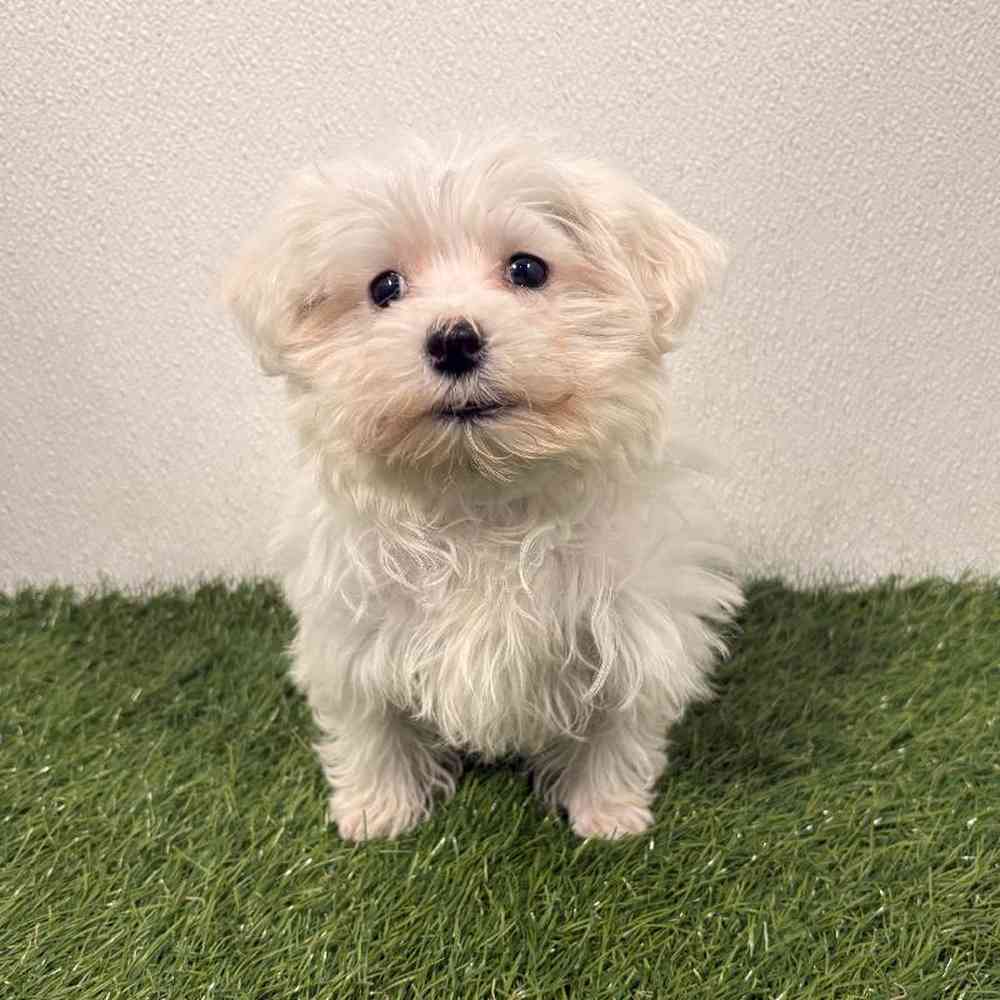 Image of a pet breed in the gallery