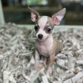 Chihuahua