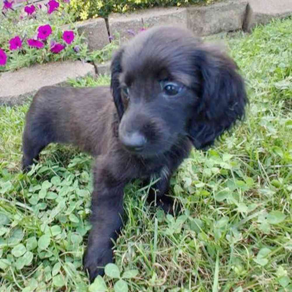 Image of a pet breed in the gallery