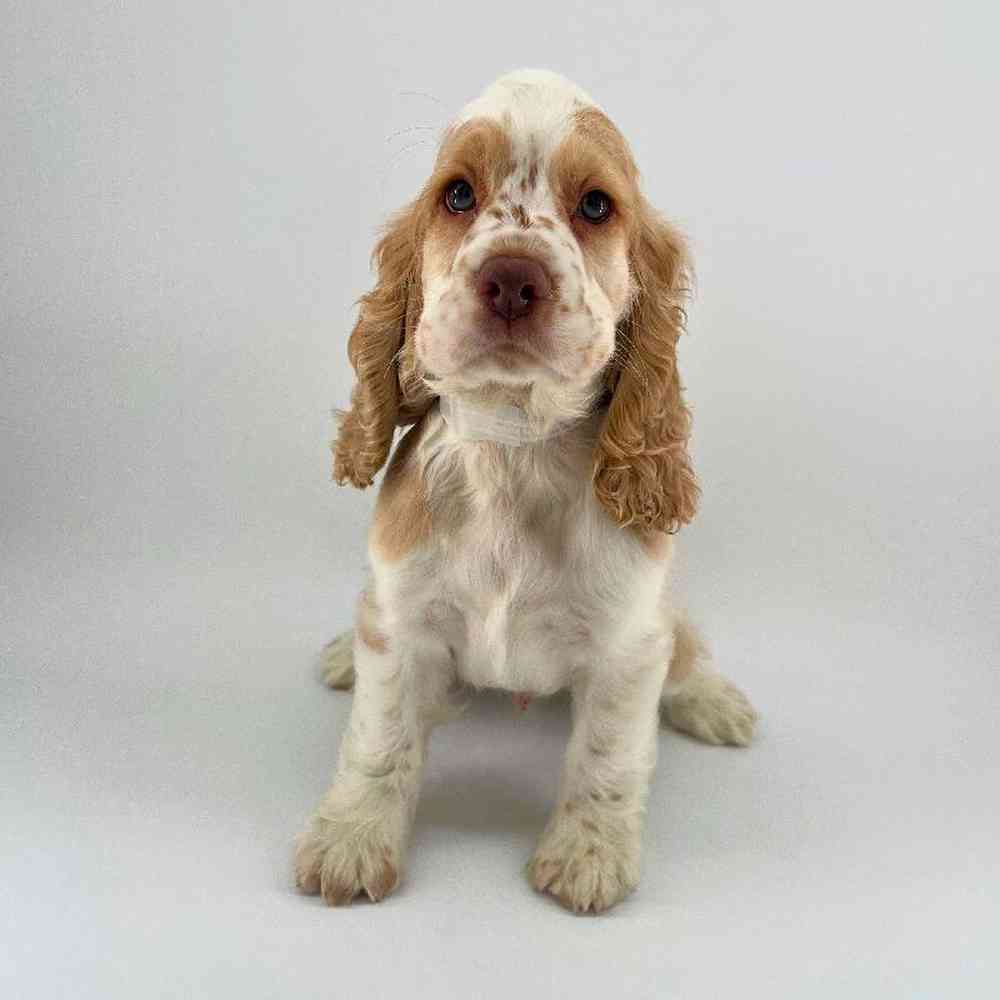 pet breed image