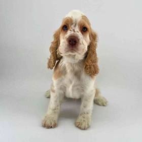 Cocker Spaniel