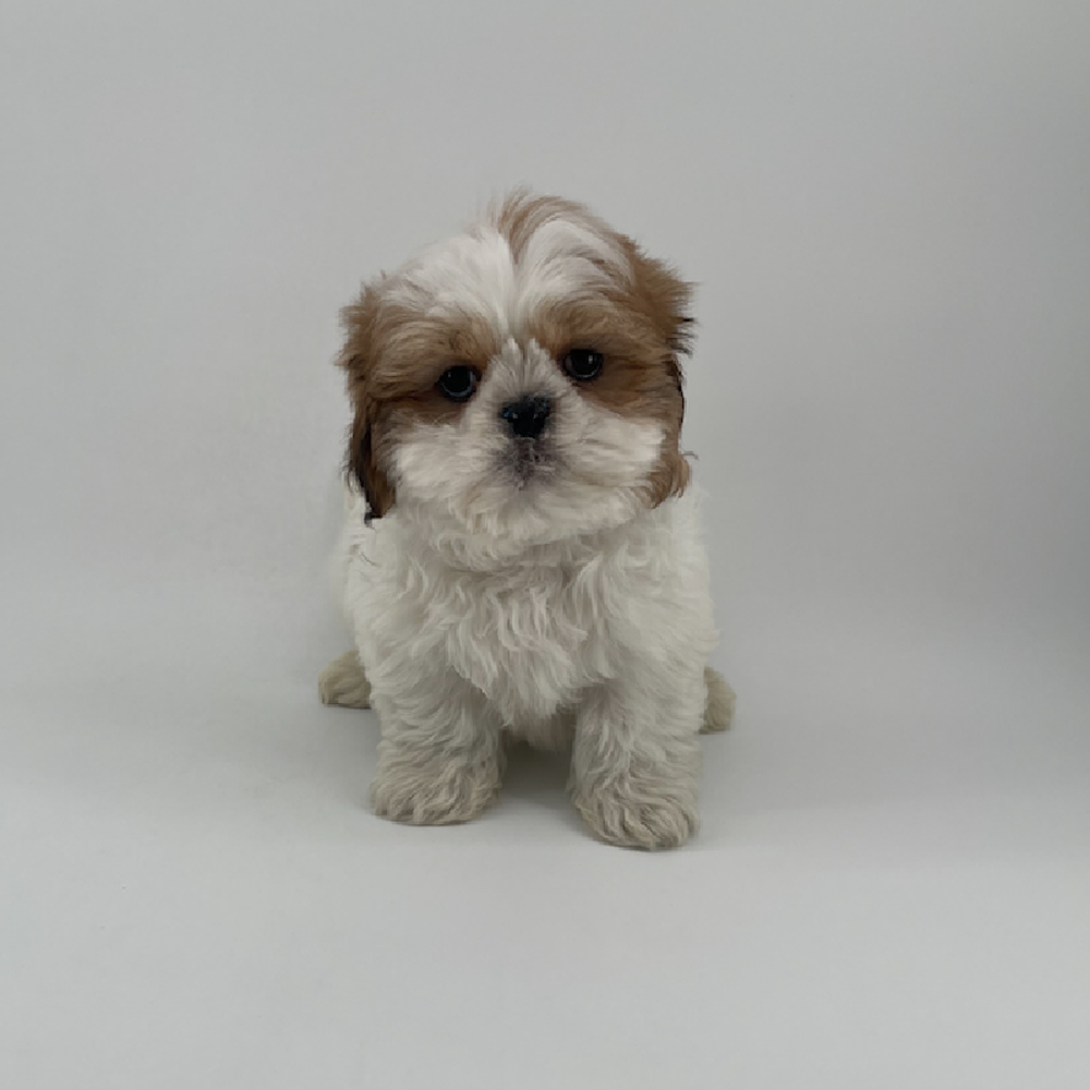 pet breed image