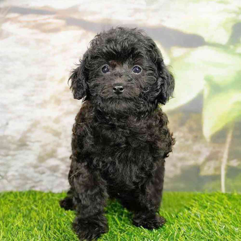 Image of a pet breed in the gallery