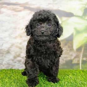 Shizapoo