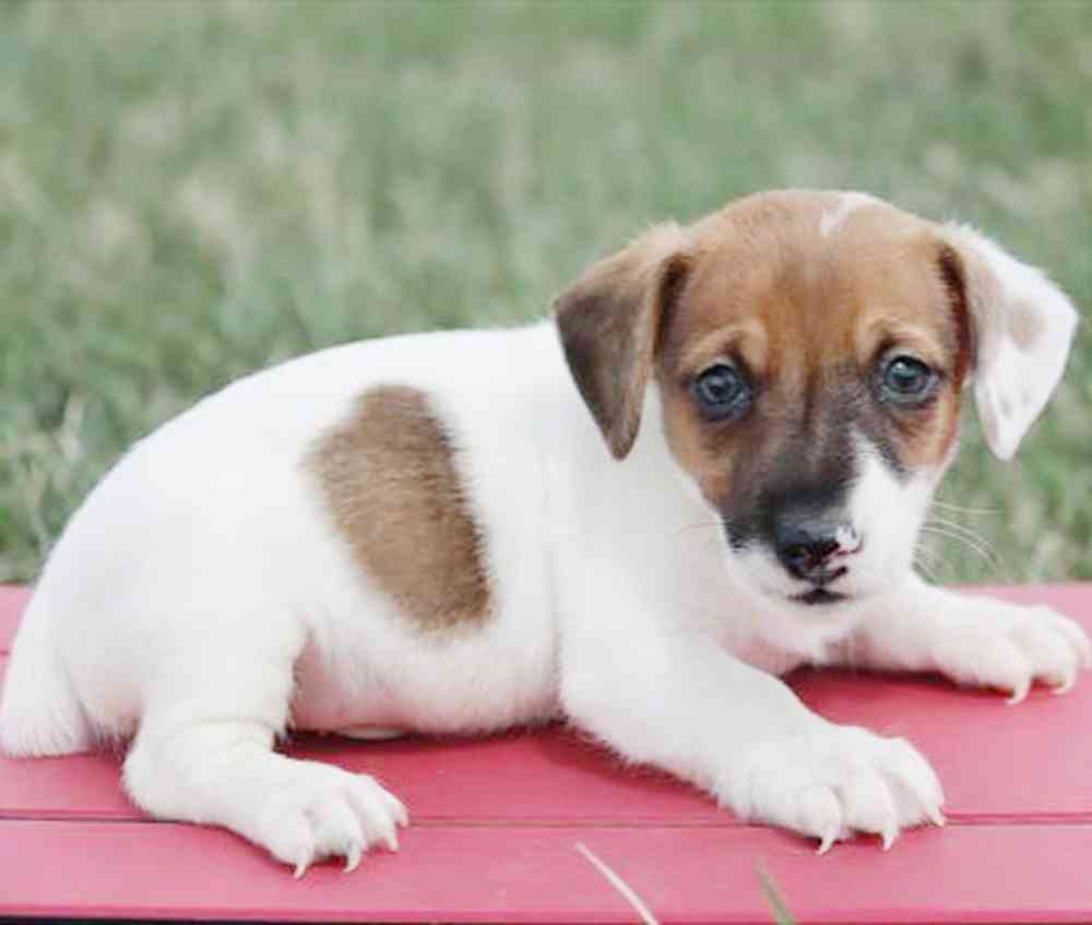 Image of a pet breed in the gallery