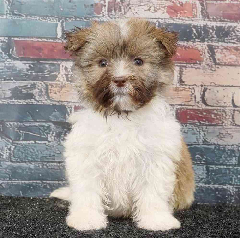 Image of a pet breed in the gallery