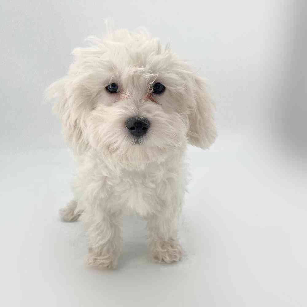 pet breed image