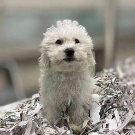 Bichon