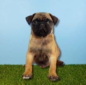Pug