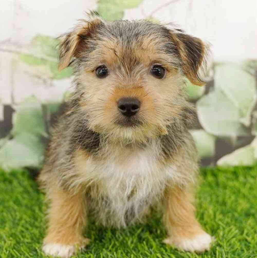 Image of a pet breed in the gallery