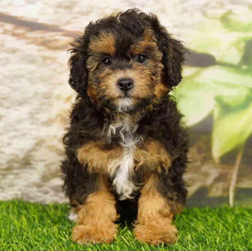 Image of a pet breed in the gallery