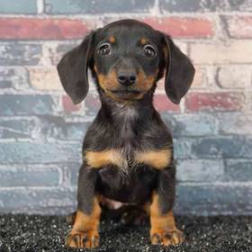 Dachshund