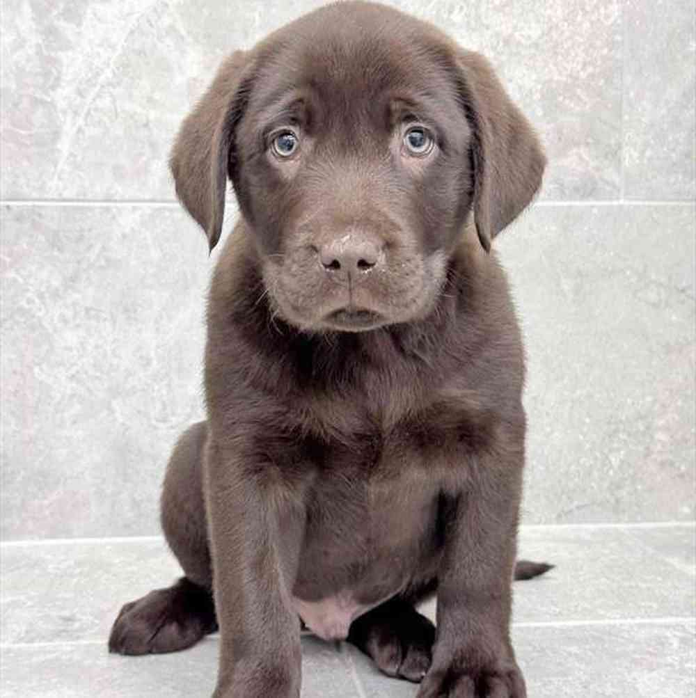 Image of a pet breed in the gallery