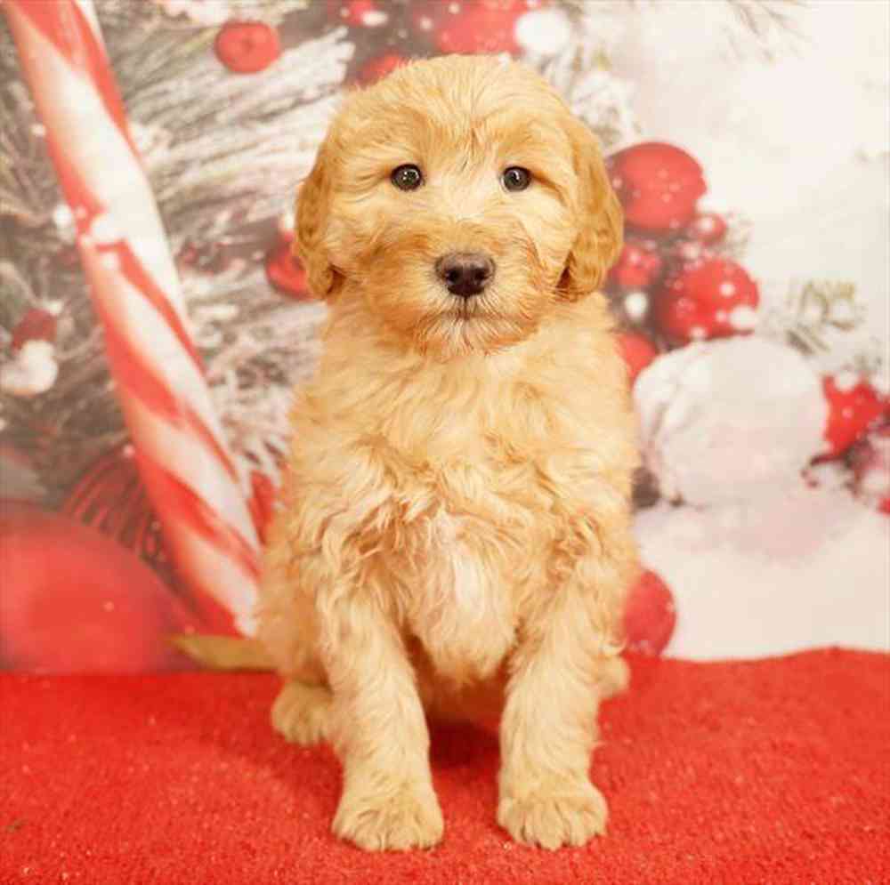 Image of a pet breed in the gallery