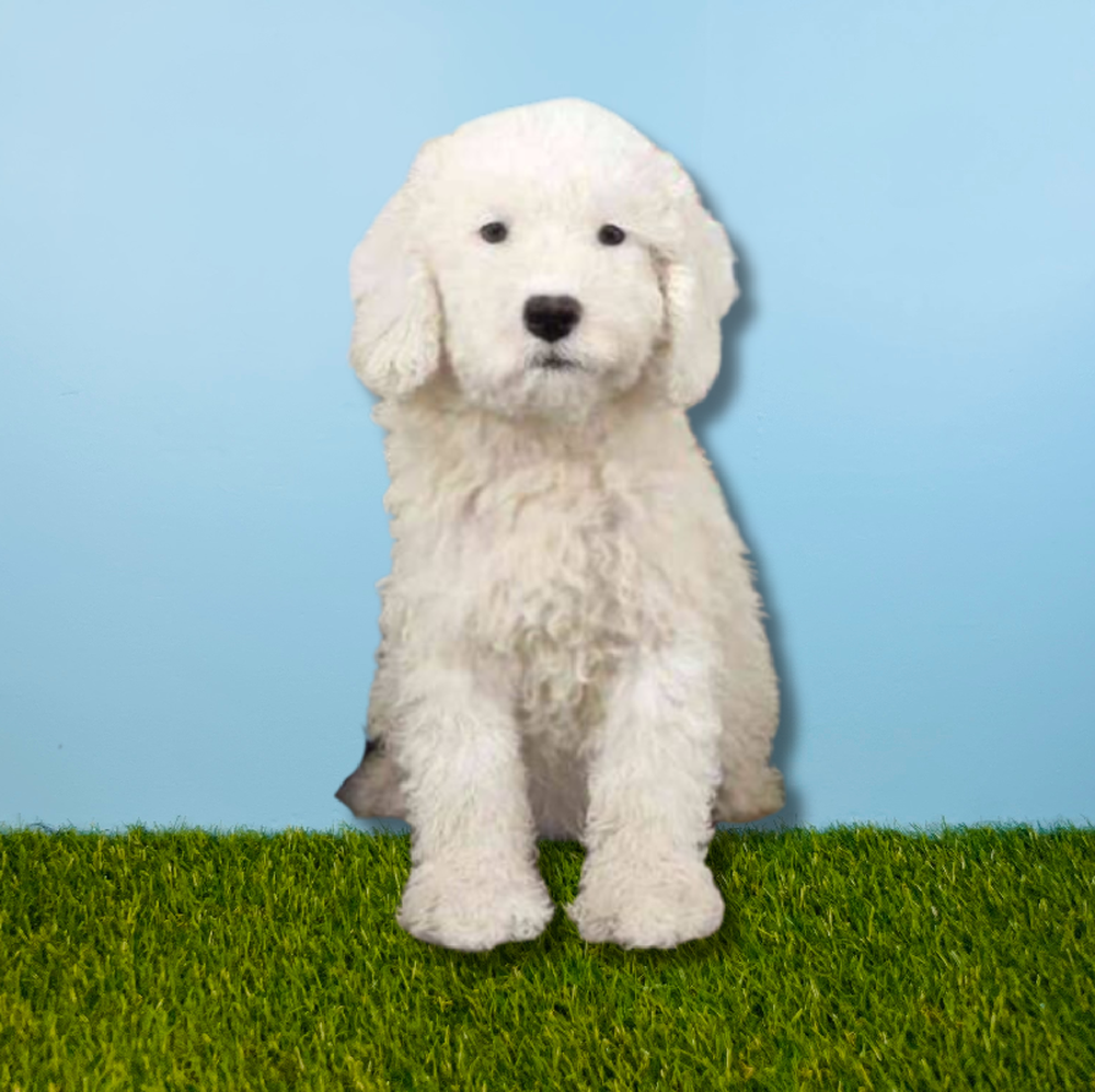 carousel pet images