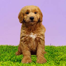 2nd Gen Mini Goldendoodle