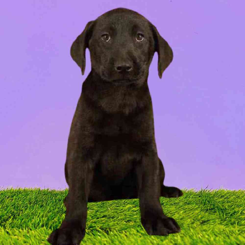 Female Labrador Retriever Puppy for Sale in Puyallup, WA