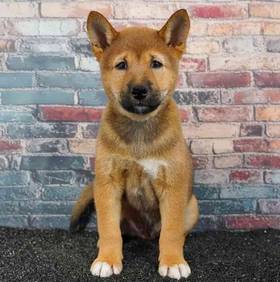 Shiba Inu