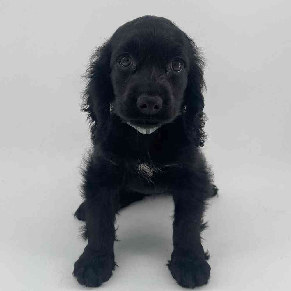Image of a pet breed in the gallery
