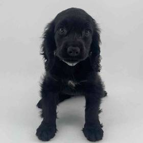 Cockapoo