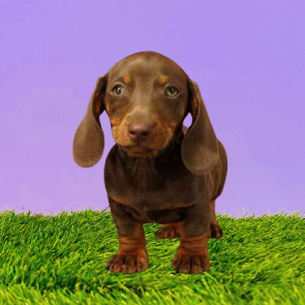 Male Dachshund Puppy for Sale in Marietta, GA