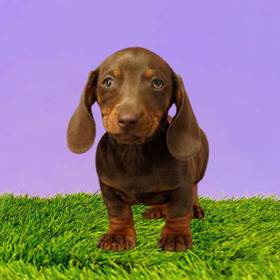 Dachshund