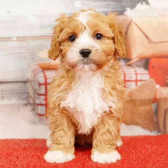 Cavapoo