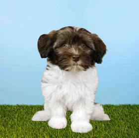 Havanese