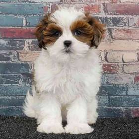 Shizapoo