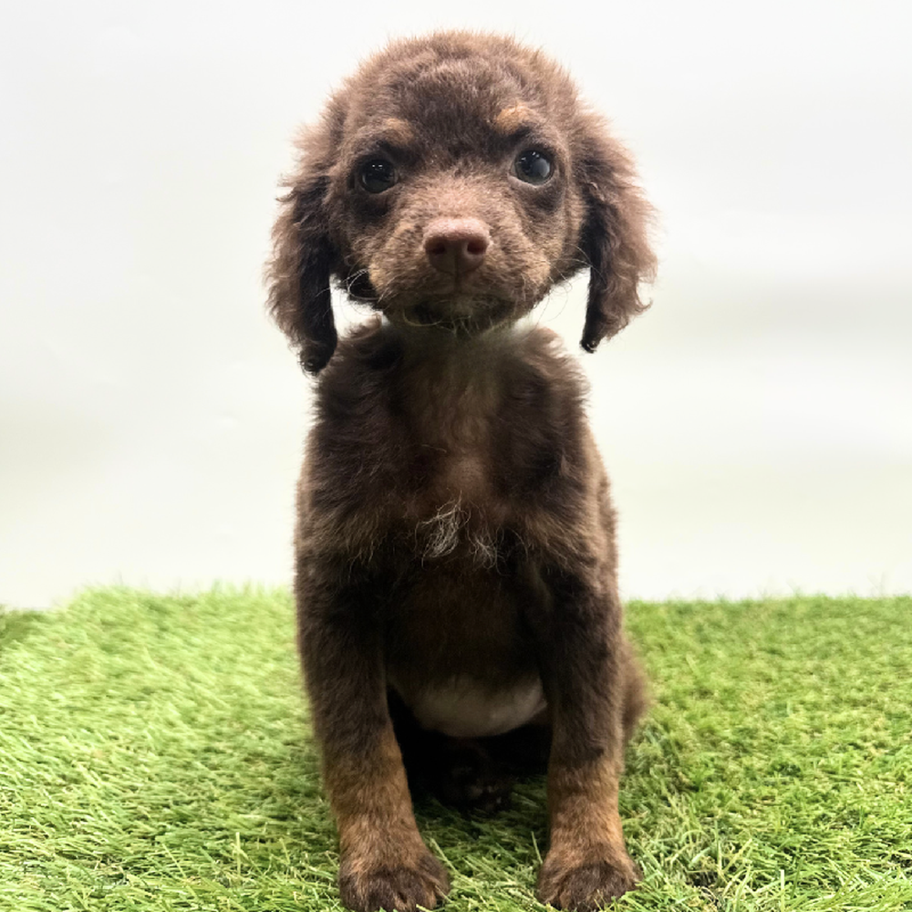 pet breed image