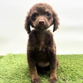 Cockapoo