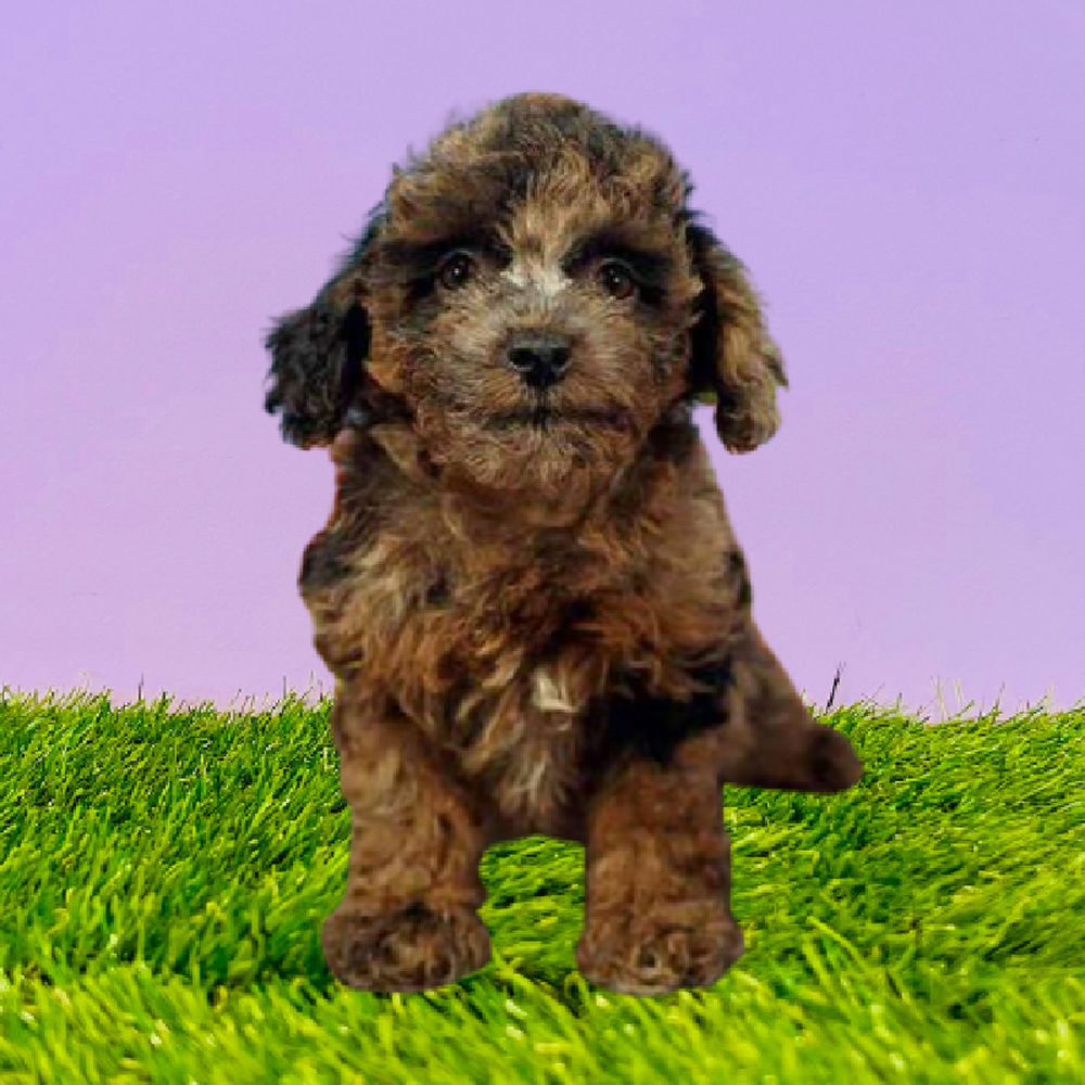 Female 2nd Gen Mini Goldendoodle Puppy for Sale in Marietta, GA