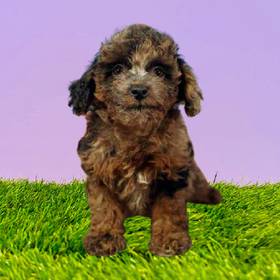 2nd Gen Mini Goldendoodle
