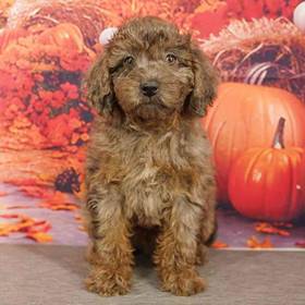 2nd Gen Mini Goldendoodle