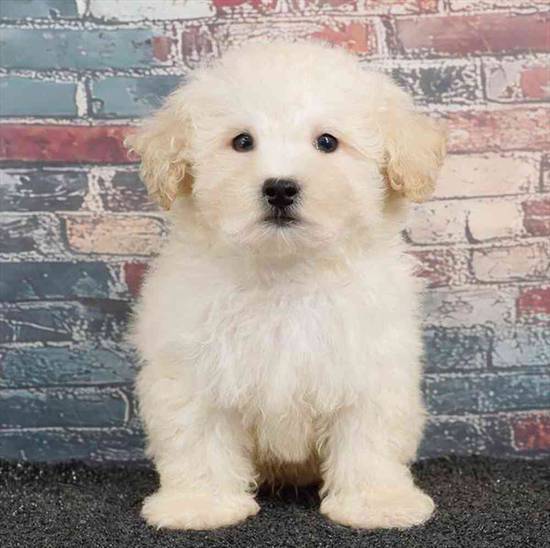 Maltipoo