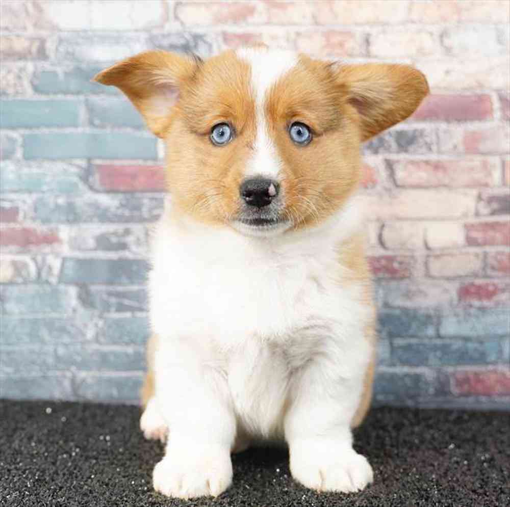 Image of a pet breed in the gallery