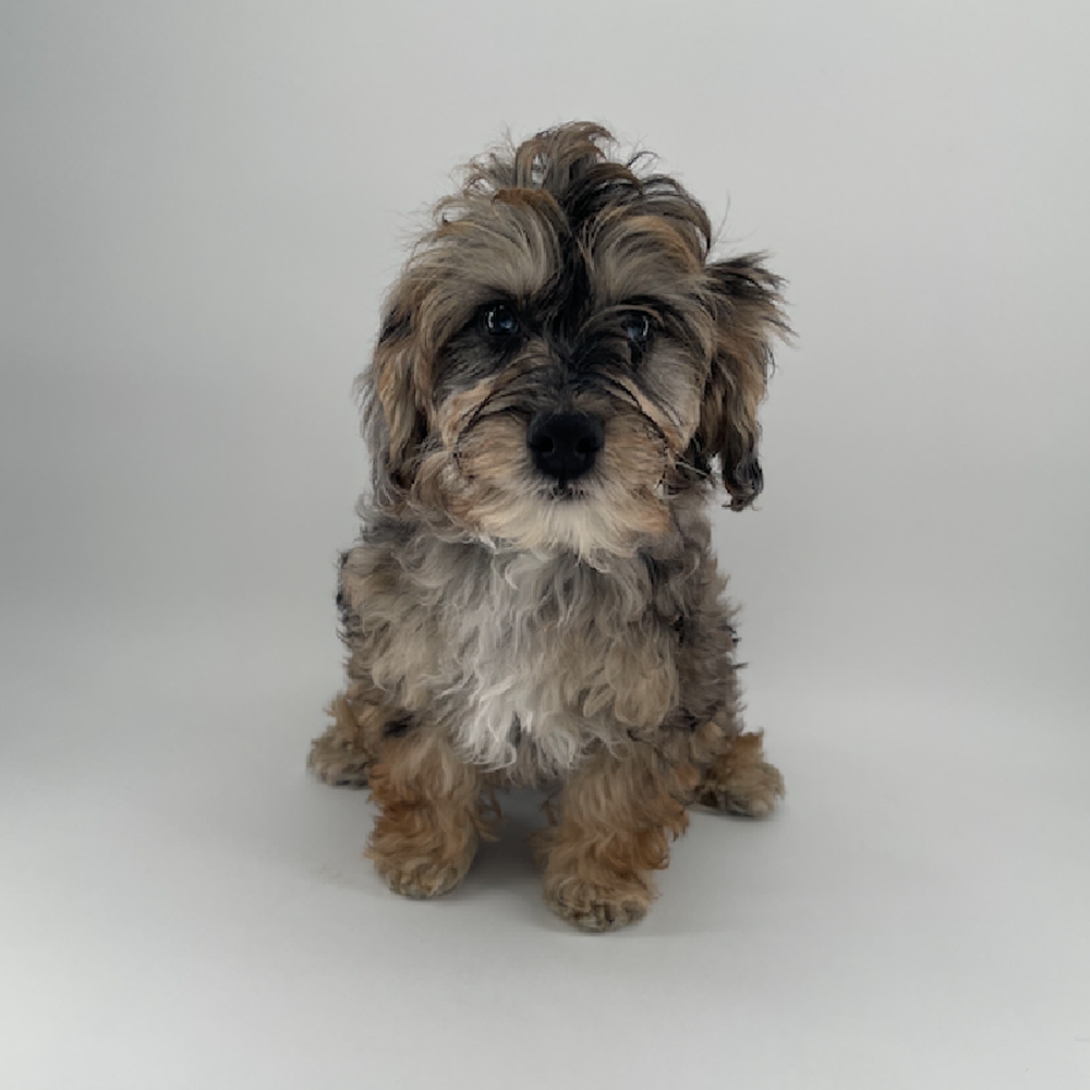 pet breed image