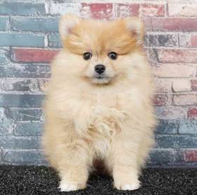 Pomeranian