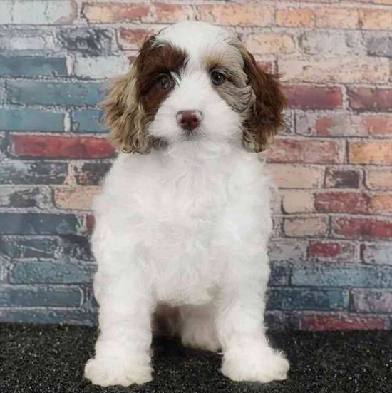 Cockapoo