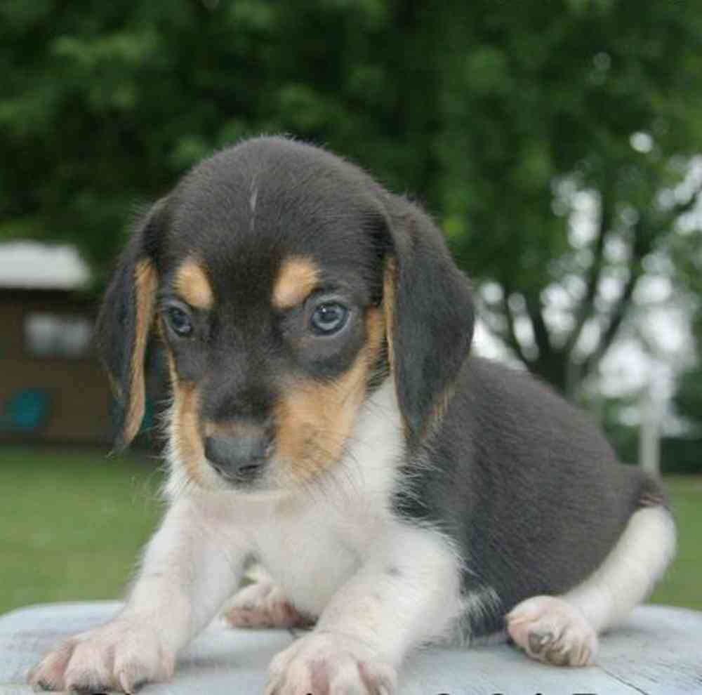 pet breed image
