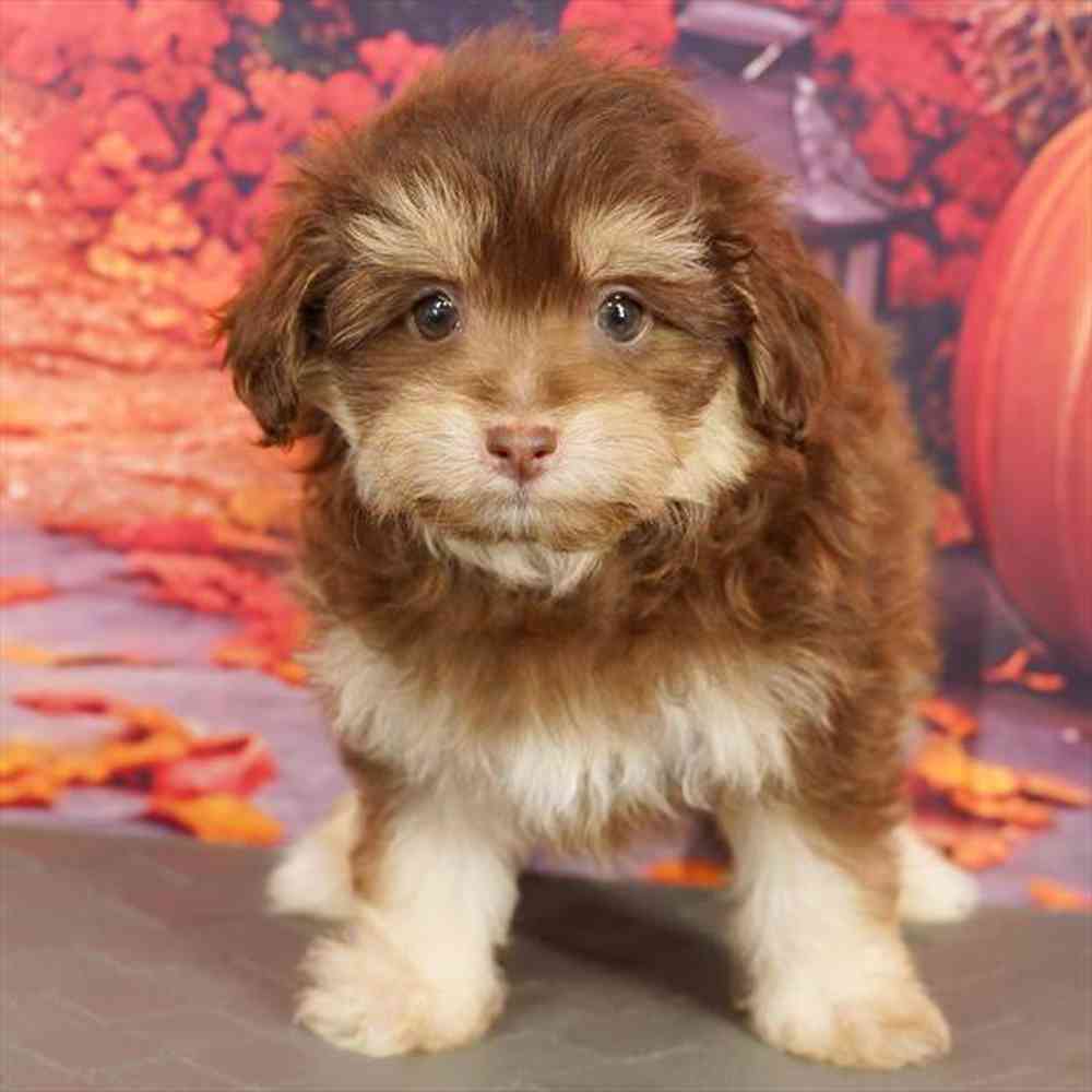 Image of a pet breed in the gallery
