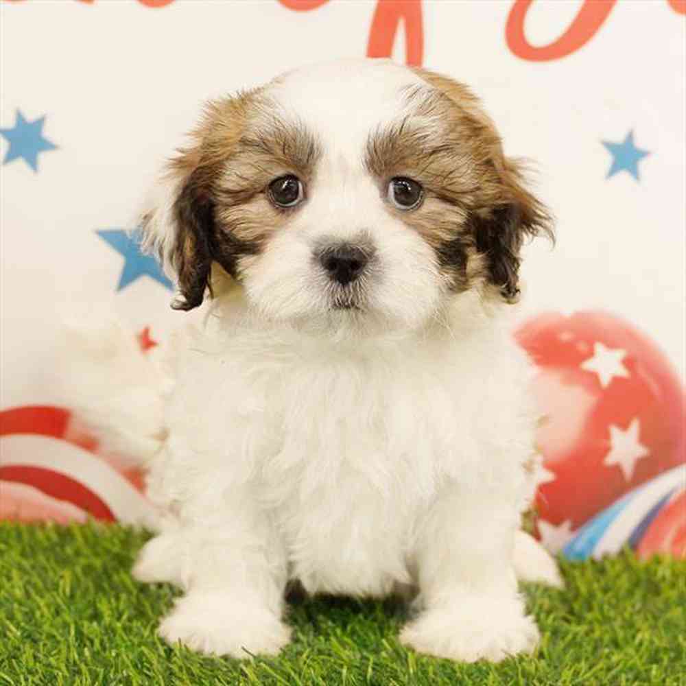 pet breed image