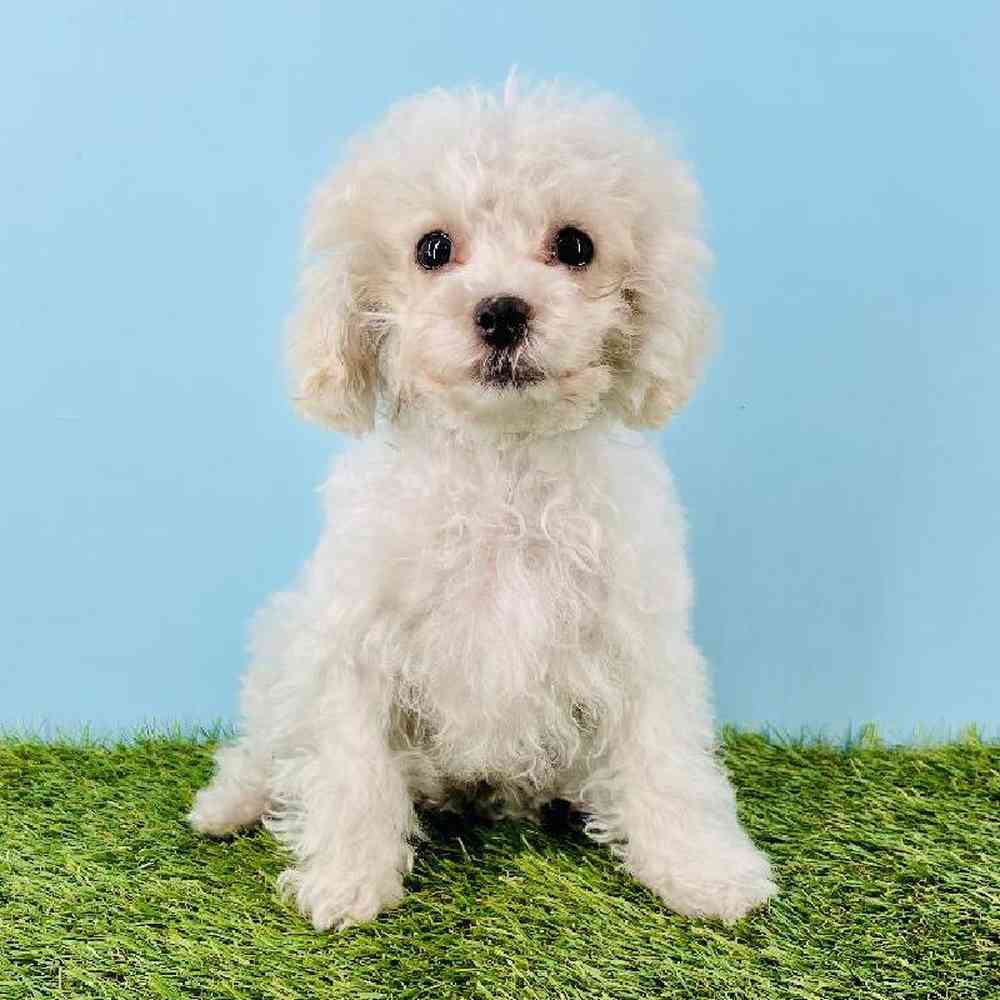 pet breed image