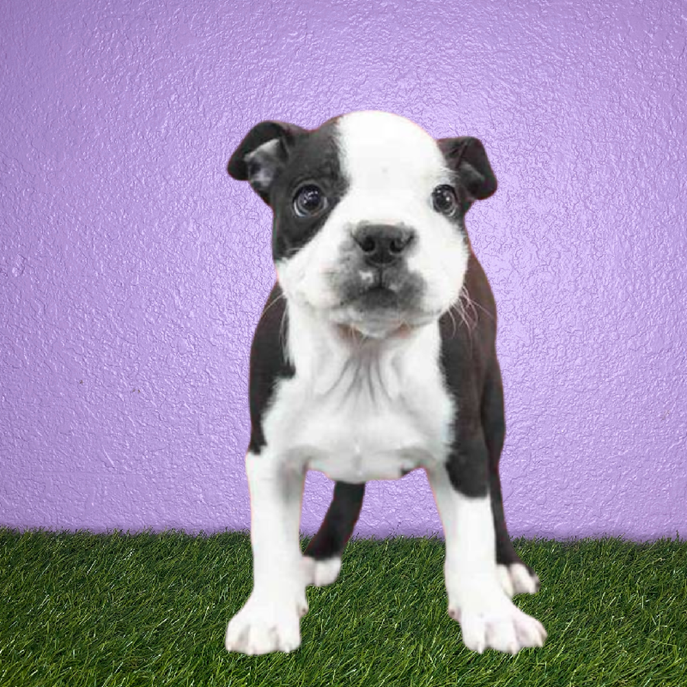 Female Boston Terrier Puppy for Sale in San Antonio, TX