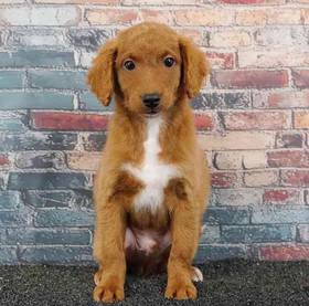 2nd Gen Mini Goldendoodle