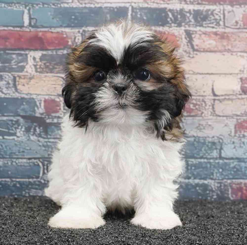 Image of a pet breed in the gallery